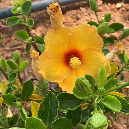 Margarita Villa *