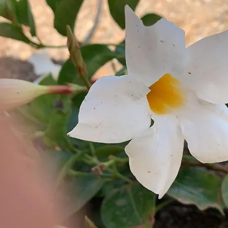 Margarita * Valle de Santa Inés