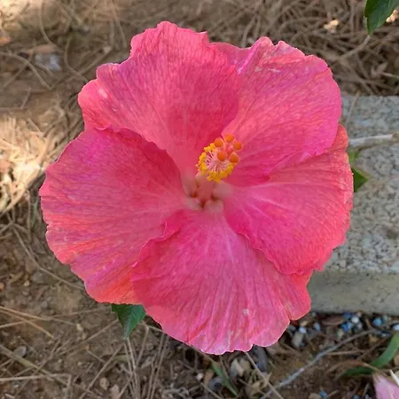 Margarita * Valle de Santa Inés